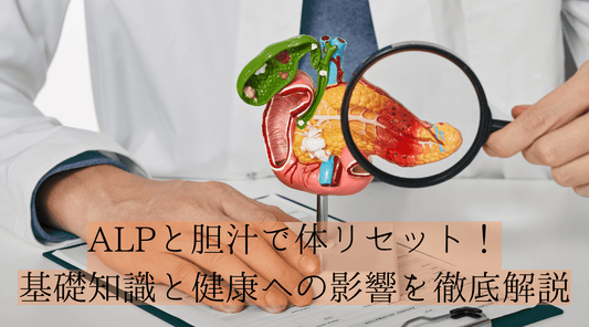 ALPと胆汁で体リセット!基礎知識と健康への影響を徹底解説 - HAPIVERI