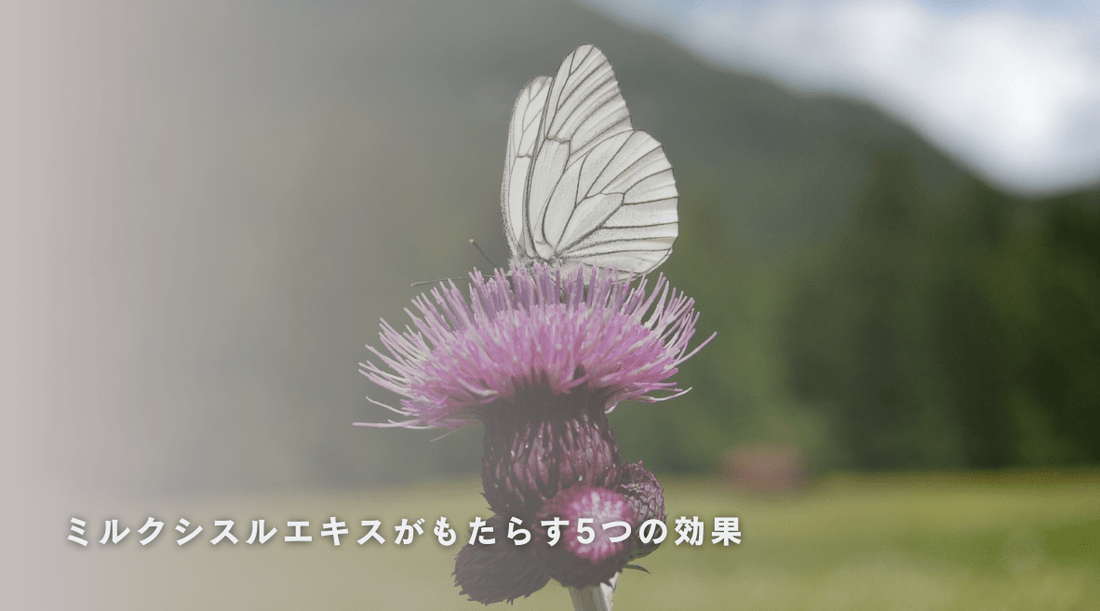 ミルクシスルエキスがもたらす5つの効果 - HAPIVERI