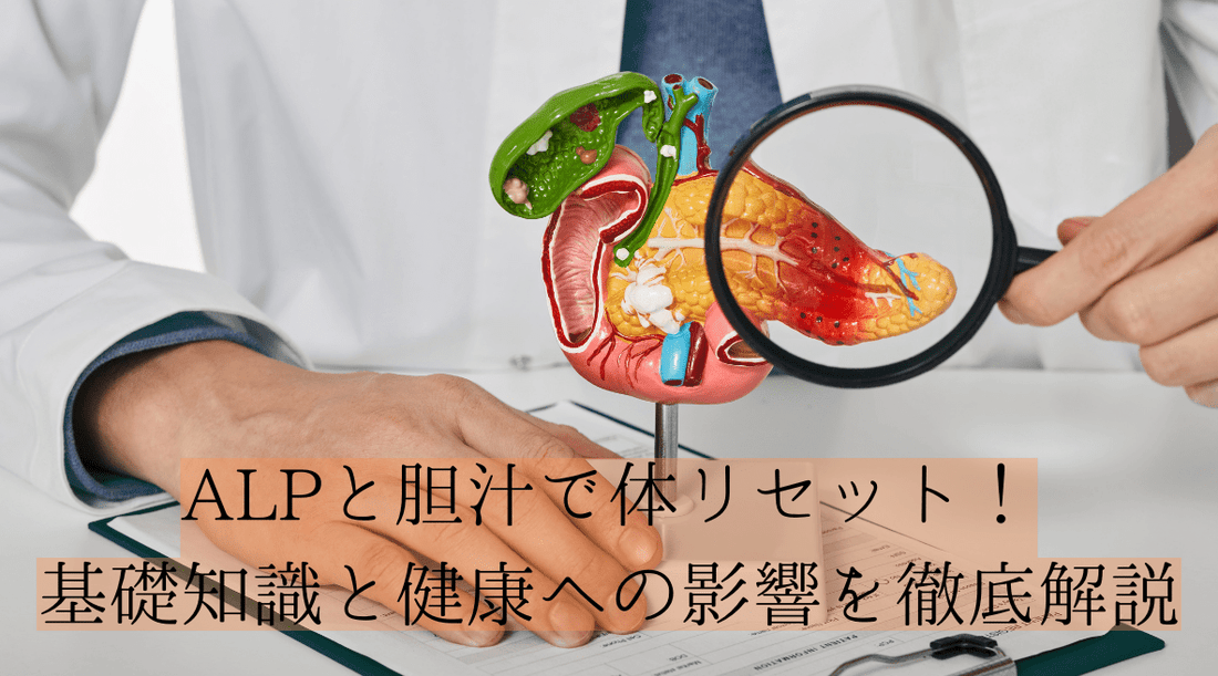 ALPと胆汁で体リセット！基礎知識と健康への影響を徹底解説 - HAPIVERI