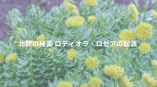 北欧の秘薬 ロディオラ・ロゼアの起源 - HAPIVERI