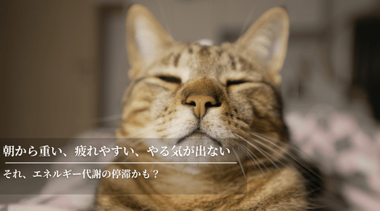 朝から重い、疲れやすい、やる気が出ない…それ、エネルギー代謝の停滞かも？ - HAPIVERI