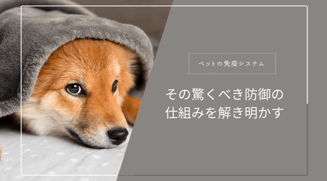 ペットの免疫システム - その驚くべき防御の仕組みを解き明かす - HAPIVERI