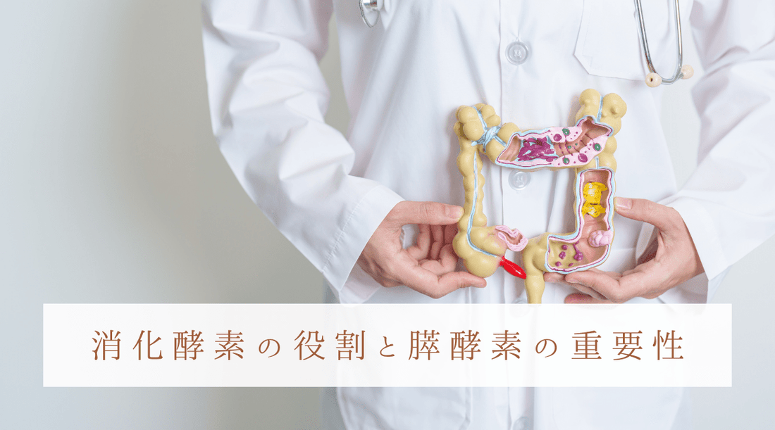 消化酵素の役割と膵酵素の重要性 - HAPIVERI